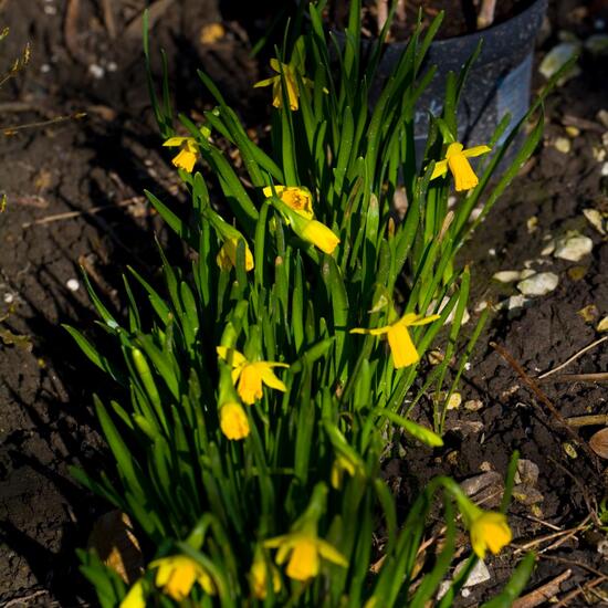 Narcissus cyclamineus: Plant in habitat Garden in the NatureSpots App