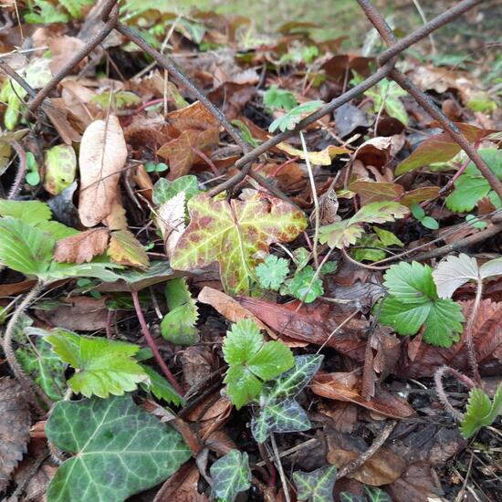 Fragaria vesca: Plant in nature in the NatureSpots App
