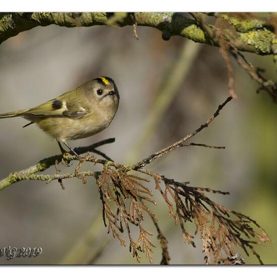 Wintergoldhähnchen: Tier im Habitat Grasland und Büsche in der NatureSpots App