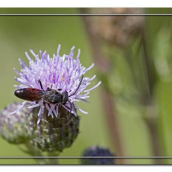 Kleiner Sonnenröschen-Bläuling: Tier in der Natur in der NatureSpots App