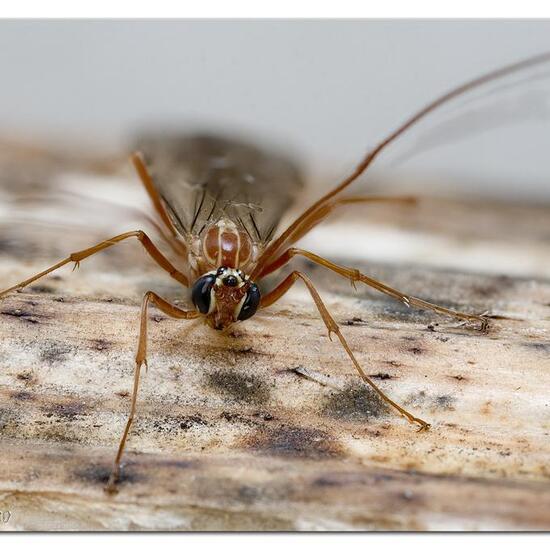 Ophion obscuratus: Tier im Habitat Garten in der NatureSpots App