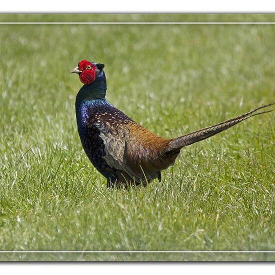 Green Pheasant: Animal in habitat Agricultural meadow in the NatureSpots App