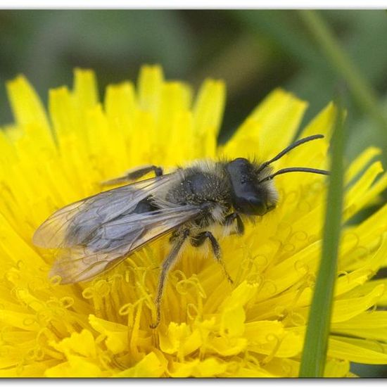 Weiden-Sandbiene: Tier im Habitat Strasse/Verkehr in der NatureSpots App