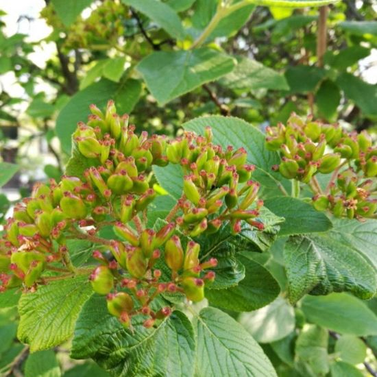 Viburnum lantana: Plant in habitat Park in the NatureSpots App