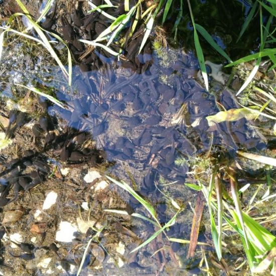 Erdkröte: Tier im Habitat Teich in der NatureSpots App