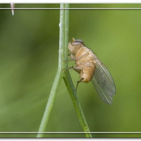 Tricholauxania praeusta: Tier im Habitat Garten in der NatureSpots App