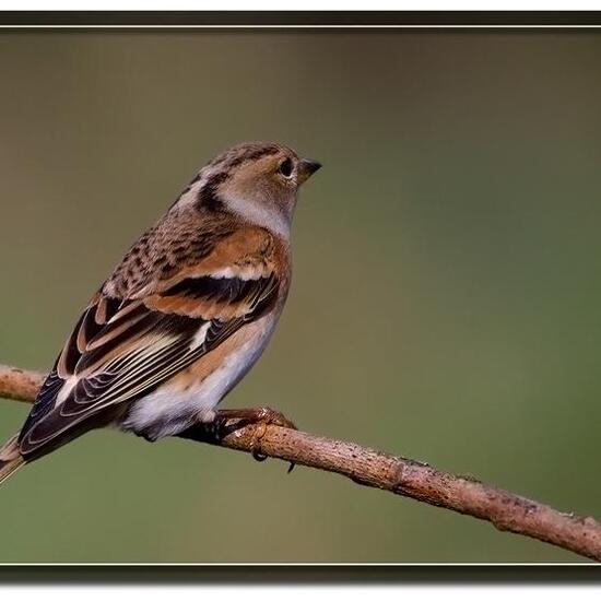 Bergfink: Tier in der Natur in der NatureSpots App