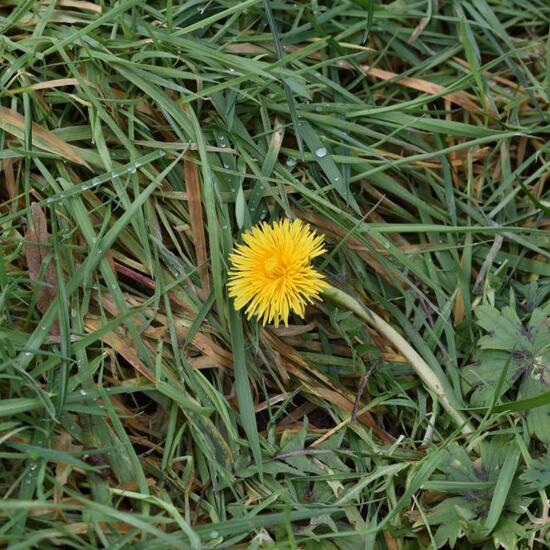 Taraxacum officinale: Plant in habitat Semi-natural grassland in the NatureSpots App