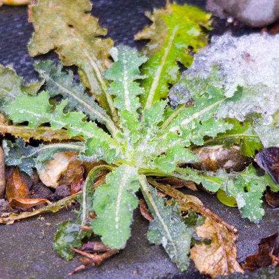 Raue Gänsedistel: Pflanze in der Natur in der NatureSpots App