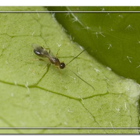 Gelis areator: Tier im Habitat Garten in der NatureSpots App