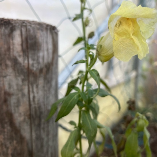 Antirrhinum: Plant in habitat Living space or Indoor in the NatureSpots App