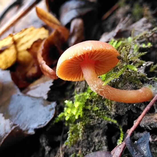 Tubaria furfuracea: Mushroom in habitat Temperate forest in the NatureSpots App
