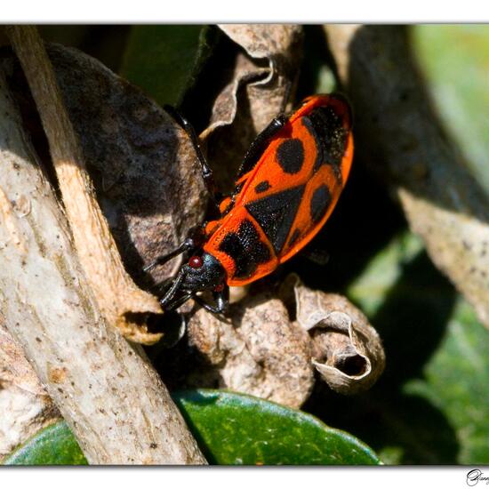 Gemeine Feuerwanze: Tier in der Natur in der NatureSpots App