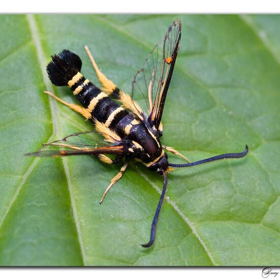 Wespen-Glasflügler: Tier in der Natur in der NatureSpots App