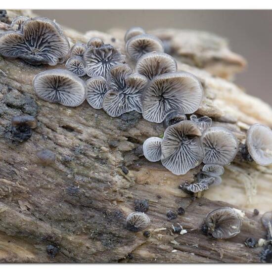 Resupinatus trichotis: Pilz in der Natur in der NatureSpots App