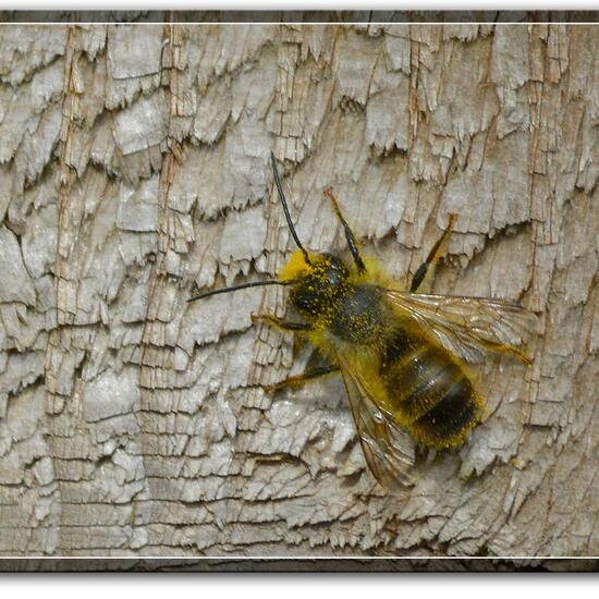 Osmia rufa: Animal in habitat Garden in the NatureSpots App