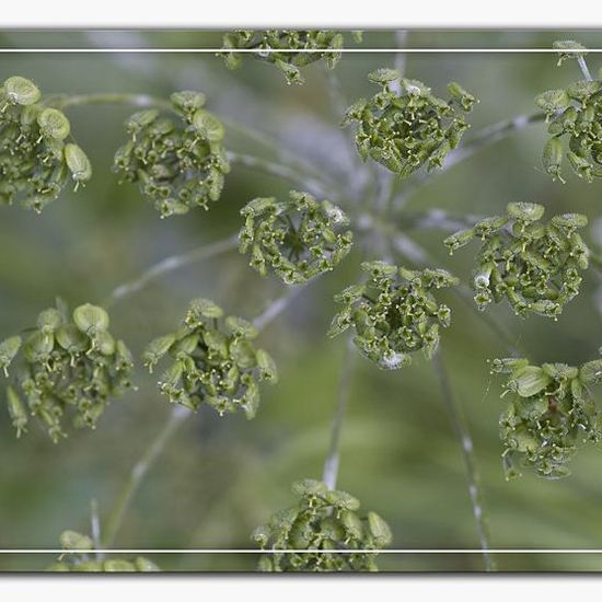 Heracleum sphondylium: Plant in habitat Semi-natural grassland in the NatureSpots App