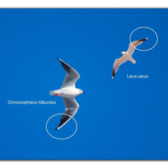 Larus canus: Animal in nature in the NatureSpots App