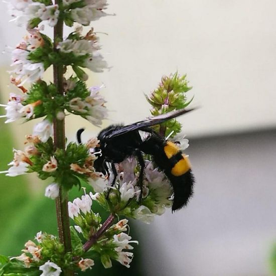 Borstige Dolchwespe: Tier in der Natur in der NatureSpots App