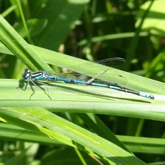 Hufeisen-Azurjungfer: Tier in der Natur in der NatureSpots App