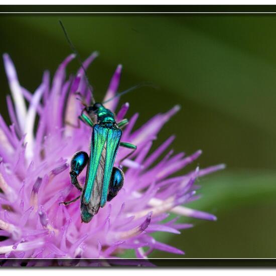 Oedemera nobilis: Animal in nature in the NatureSpots App