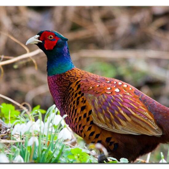 Common Pheasant: Animal in habitat Backyard in the NatureSpots App