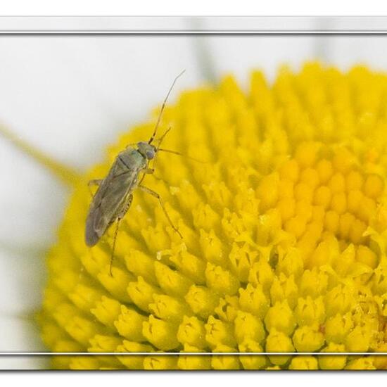 Plagiognathus chrysanthemi: Animal in habitat Road or Transportation in the NatureSpots App