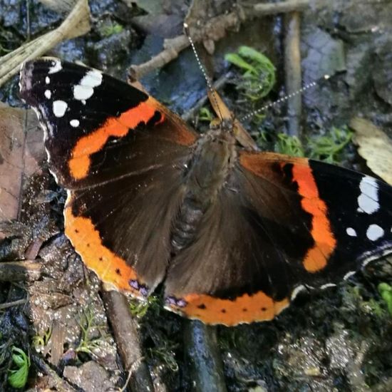 Vanessa atalanta: Animal in habitat Park in the NatureSpots App