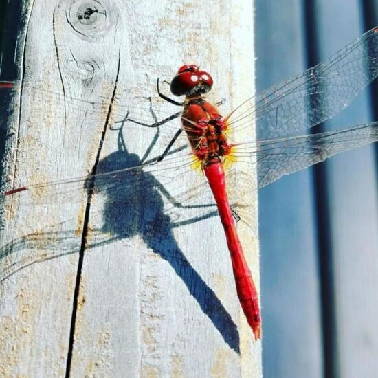 Ruddy Darter: Animal in nature in the NatureSpots App