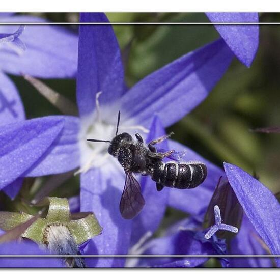 Chelostoma Rapunculi: Animal in habitat Garden in the NatureSpots App