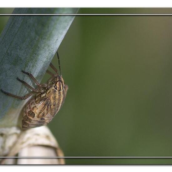 Streifenwanze: Tier im Habitat Garten in der NatureSpots App