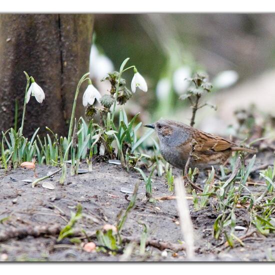 Heckenbraunelle: Tier im Habitat Borealer Nadelwald in der NatureSpots App