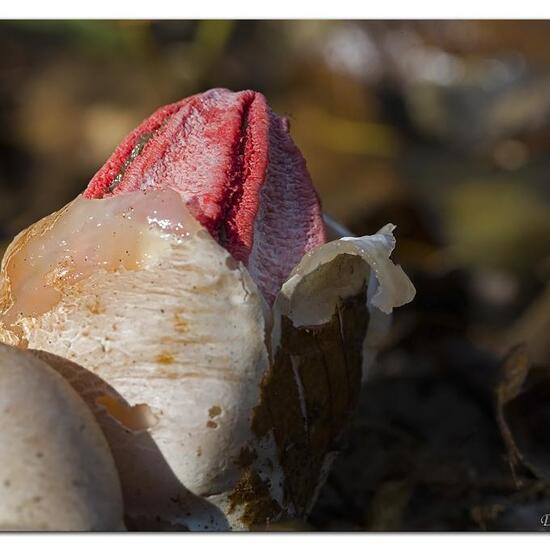 Stinkmorchelverwandte: Pilz im Habitat Park in der NatureSpots App