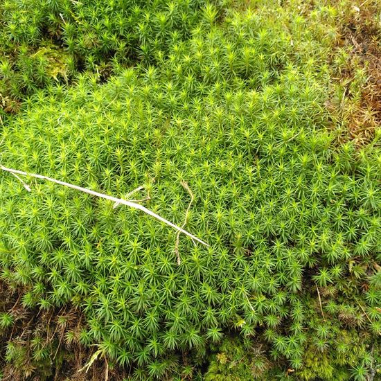 Polytrichastrum formosum var. formosum: Plant in habitat Temperate forest in the NatureSpots App