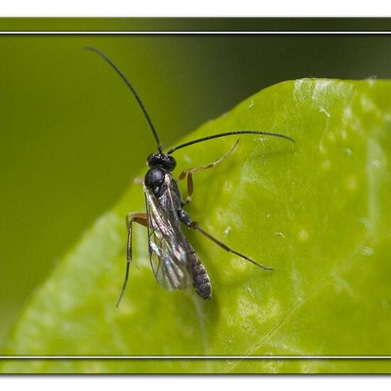 Schlupfwespen: Tier im Habitat Garten in der NatureSpots App