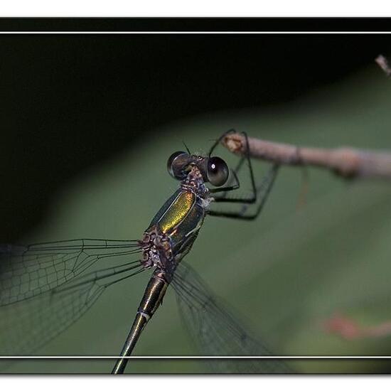 Chalcolestes viridis: Animal in habitat Pond in the NatureSpots App