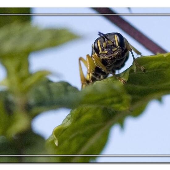 Mellinus arvensis: Tier in der Natur in der NatureSpots App