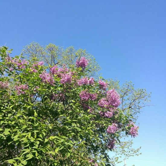 Syringa: Plant in habitat Park in the NatureSpots App