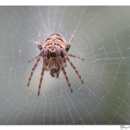 Zilla diodia: Tier im Habitat Garten in der NatureSpots App