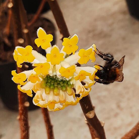 Baumhummel: Tier im Habitat Anderes Agrarhabitat in der NatureSpots App