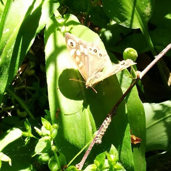 Speckled Wood: Animal in nature in the NatureSpots App