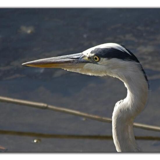 Grey Heron: Animal in habitat Pond in the NatureSpots App