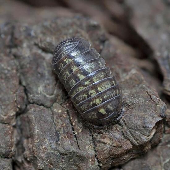 Armadillidium vulgare: Animal in nature in the NatureSpots App