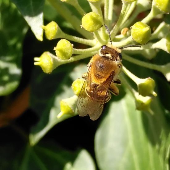 Efeu-Seidenbiene: Tier im Habitat Hecke/Blumenbeet in der NatureSpots App