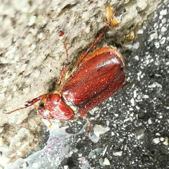 Gerippter Brachkäfer: Tier im Habitat Strasse/Verkehr in der NatureSpots App