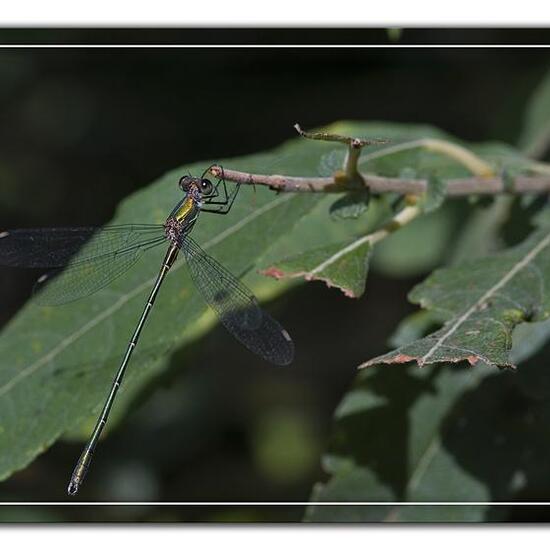 Chalcolestes viridis: Animal in habitat Pond in the NatureSpots App