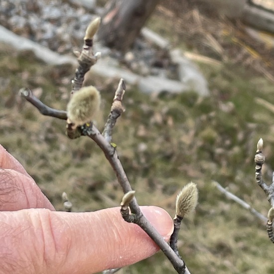 Stern-Magnolie: Pflanze im Habitat Garten in der NatureSpots App