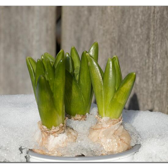 Hyacinthus: Plant in habitat Garden in the NatureSpots App