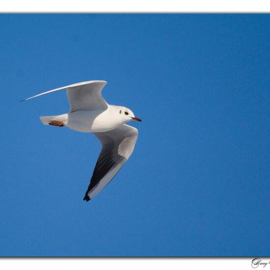 Black-headed Gull: Animal in habitat City and Urban in the NatureSpots App