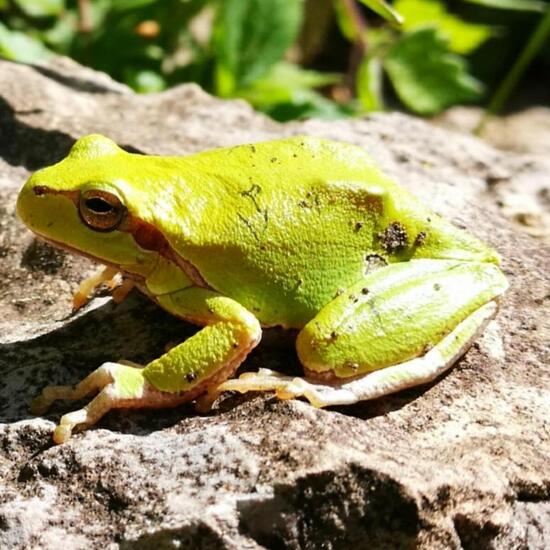 European tree frog: Animal in nature in the NatureSpots App